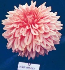 Dahlia ' DORA RAMSEY '  (G.D.)   Stredwick  UK   1946   (old glass slide)   (B&amp;S 0070)   (Brown &amp; Such)